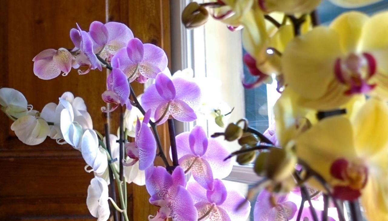 Villa San Donato B&B ルッカ エクステリア 写真